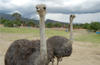 Mangaluru:Two Ostriches added in Pilikula Biological Park